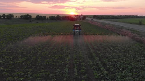 Aerial View of an Irrigated Field Tractor with Fresh, Young Potatoes at Sunset