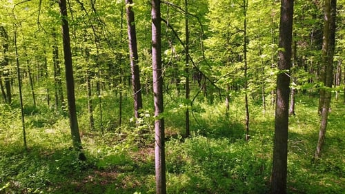Flying Between the Trees in the Spring Forest.