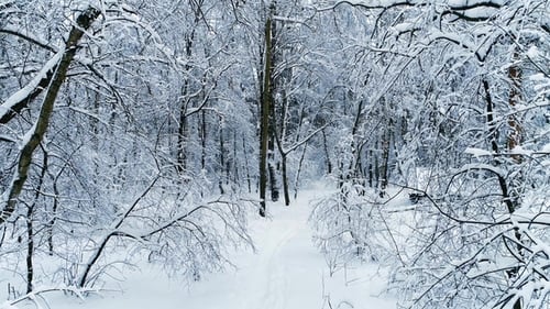 Snowy Branches in Forest. Winter Fairy Background