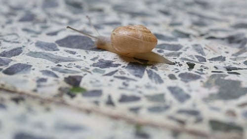 The Snail Is Crawling on the Stone Floor