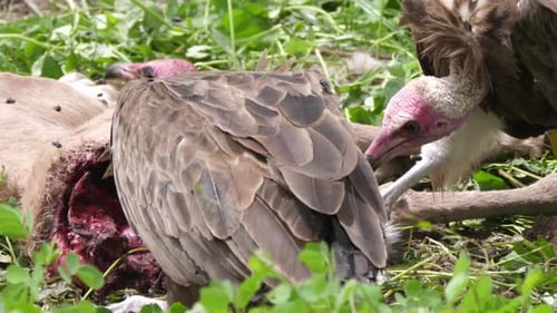 Buitres encapuchados comiendo de un cadáver