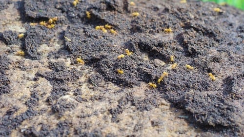 Red Ants Carrying Their Eggs.