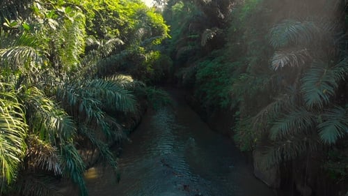 Aerial Shot of a Tropical River with Palms and Trees Growing on It's Shores in Tropics