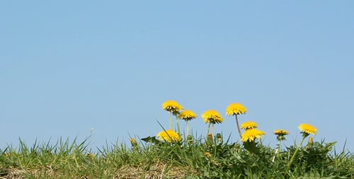 Dandelions in a Grassy Field Under a Blue Sky