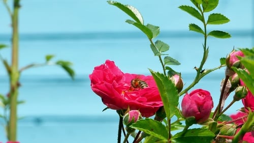 Bee Collecting Pollen from a Pink Flower