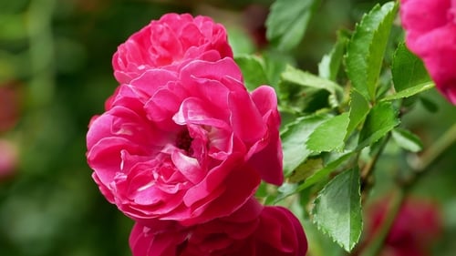 Rosier Polyantha Rouge