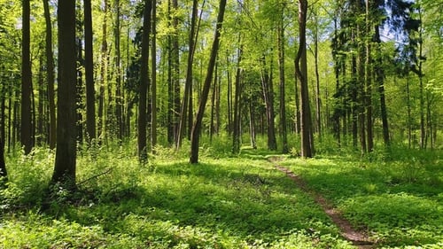 Flying Between the Trees in the Spring Forest.