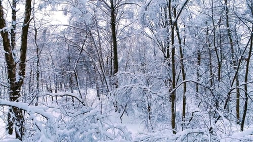 Snowy Branches in Forest. Winter Fairy Background
