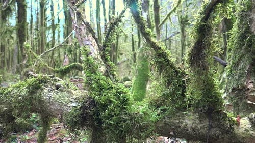 Bemooste Äste in einem Mystischen Wald, vollständig mit grünem Moos bedeckt