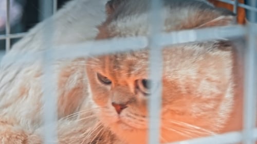 Folded Ear Cat Sitting in a Wire Cage