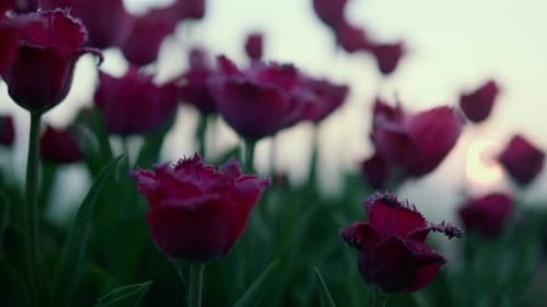 Closeup Purple Flower Buds with Green Leaves in Sunset Light