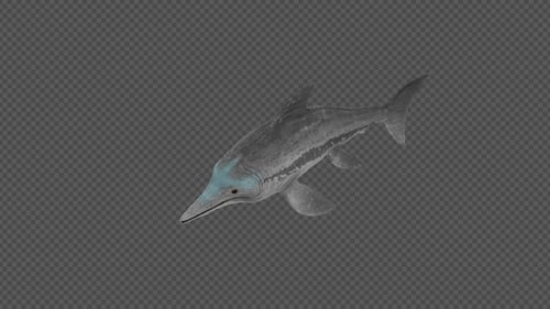 Swimming 3D Ichthyosaur Prehistoric Marine Reptile Loop