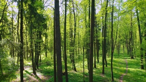 Flying Between the Trees in the Spring Forest.