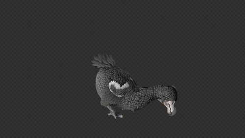 Animated Dodo Bird 3D Model Turning and Looking Around