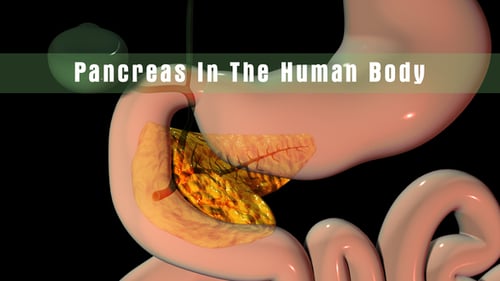 3D Human Pancreas and Digestive System Anatomy Animation