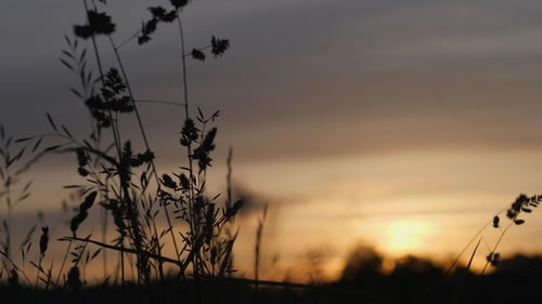 Grass Silhouetted against Colorful Sunrise or Sunset Sky