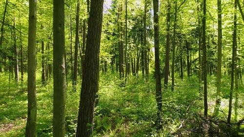 Flying Between the Trees in the Spring Forest.