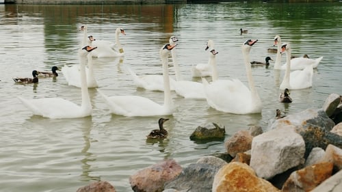 Eine Herde Schwäne auf dem See, die auf das Essen der Touristen warten. Plattensee in Ungarn