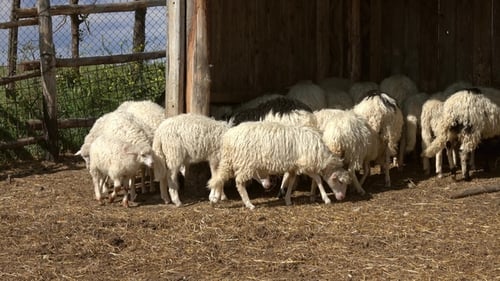 Sheeps Eating Hay at Farm