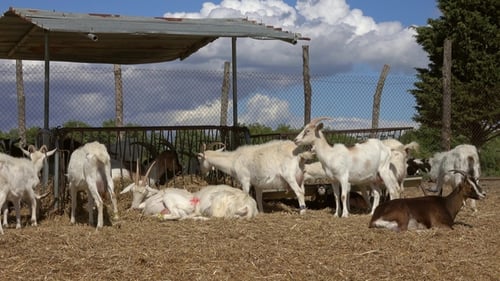 Goats Eating Hay at Farm