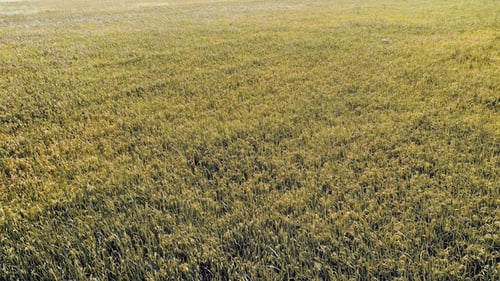 Aerial View of Golden Wheat Field on Sunny Day