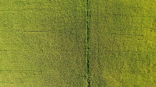 Over Farm