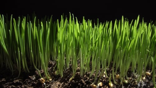 Young Wheat Germs