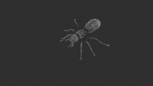 Animated 3D Ant Flying and Walking Cycles