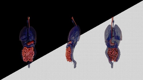 3D Human Internal Organs Rotating Medical Visualization