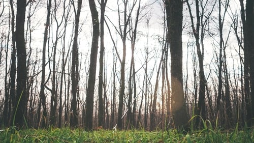 Wald mit Schieberegler
