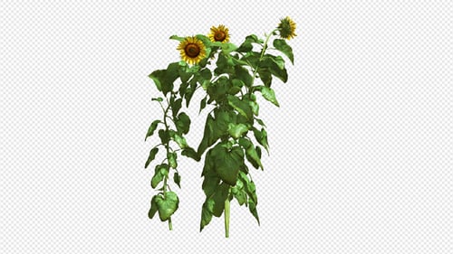 Realistic Animated Sunflower Plant with Alpha Channel