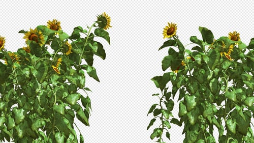 Swaying Sunflowers on Alpha Channel with Realistic Motion