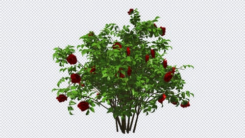 Rosenstrauch