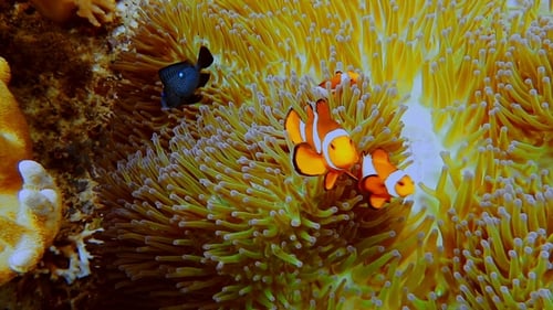 Famille de faux poissons-clowns connue sous le nom de Nemo Fish sur anémone rose-vert