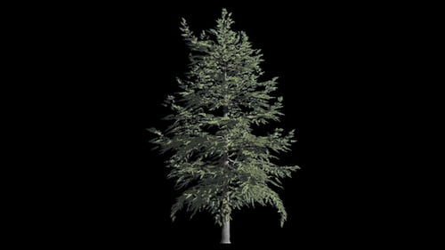 Tree Conifer Growing