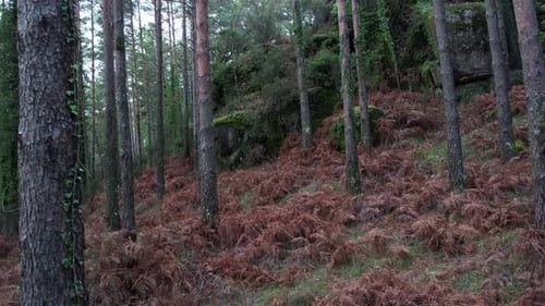 Woodland