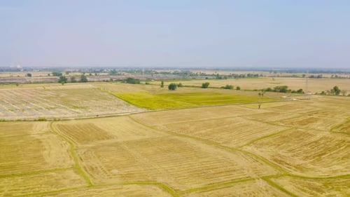 Aerial top view of fresh paddy rice, green agricultural field in countryside or rural area