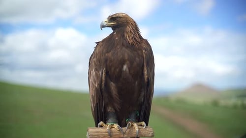 Majestic Golden Eagle Perched in Rural Setting