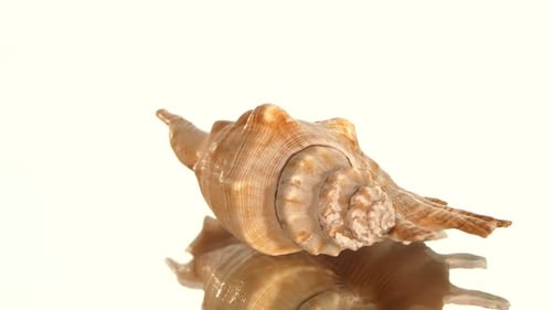 Coquillage sur fond blanc, rotation, réflexion