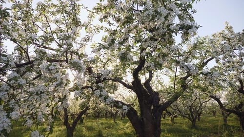 Verger de pommiers en fleurs au coucher du soleil