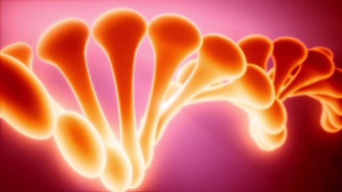 DNA Model Rotate
