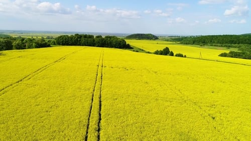 Aerial View of a Field of Rapeseed with Beautiful Cloud