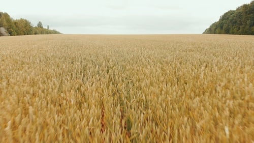 Nahegelegener Flug über einem riesigen gelben Weizenfeld. LUFTAUFNAHME: Flug über Cornfield. Drohnen-Ansicht. Harvest