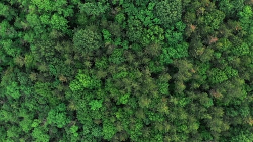 Aerial Rotating View From Drone of Forest with Green Trees