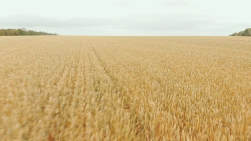 Flying Close Above Vast Yellow Wheat Field