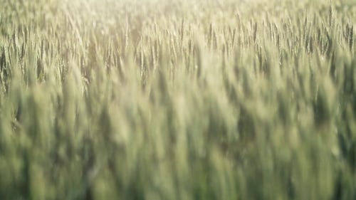Waving Wheat in Countryside