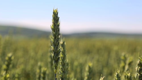 Green Spike in the Field in Sunny Weather on the Background of a Blurred Field of Wheat