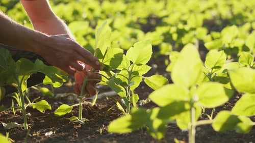 Farmer on a Young Sunflower Field. of Hands and Leaves