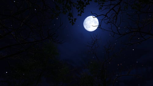Mysterious Night Sky Moon Through Trees with Twinkling Stars