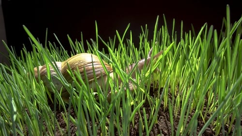 Schnecken kriechen im Gras